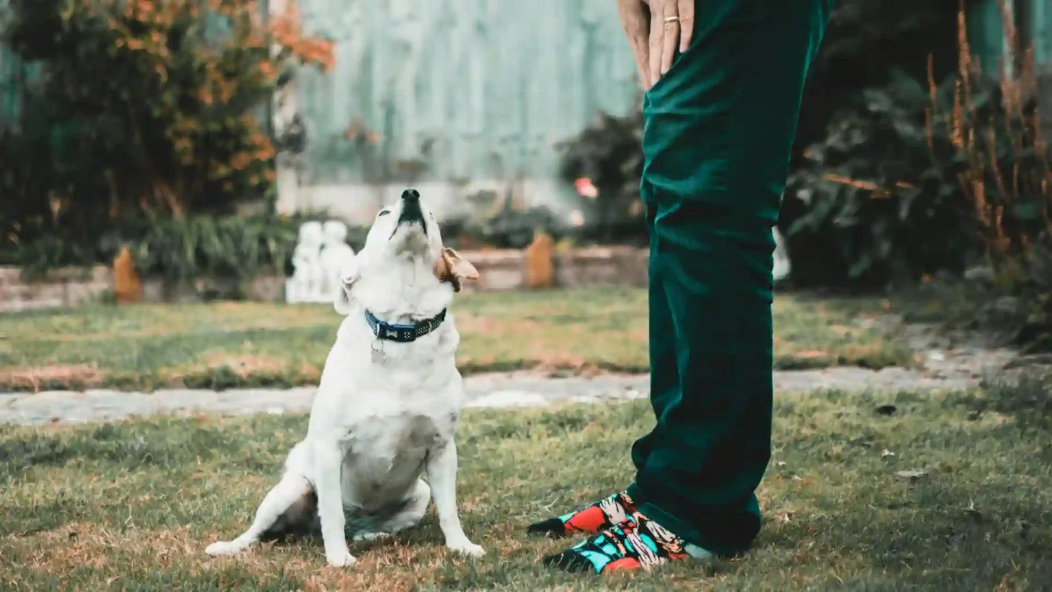 Responsible Pet Adoption in America: What to Check Before You Bring One Home